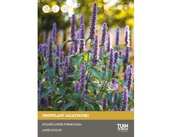 foto van Tuin de Bruijn® zaden - Dropplant Blue Spike - Heerlijke geur - Trekt bijen en vlinders aan - ca. 350 zaden