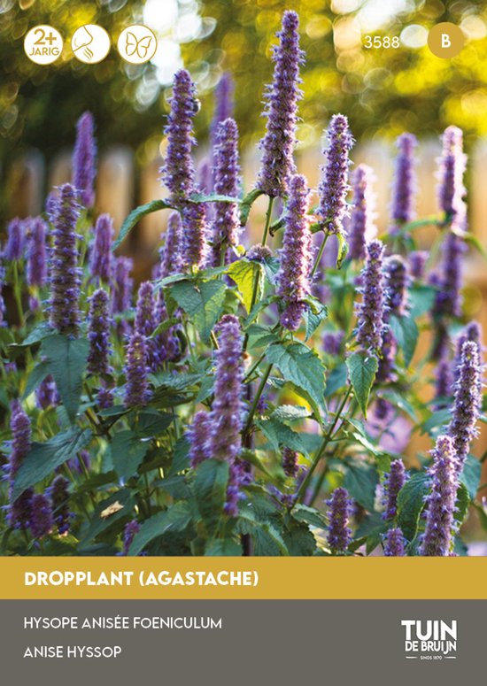 Tuin de Bruijn® zaden - Dropplant Blue Spike - Heerlijke geur - Trekt bijen en vlinders aan - ca. 350 zaden