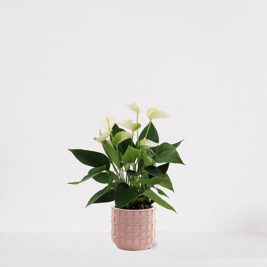 Anthurium Wit en pot décoratif Janneke rose - plante d'intérieur fleurie - plante flamant rose - 40-50cm - Ø13 - livré avec pot de fleurs - frais de la pépinière