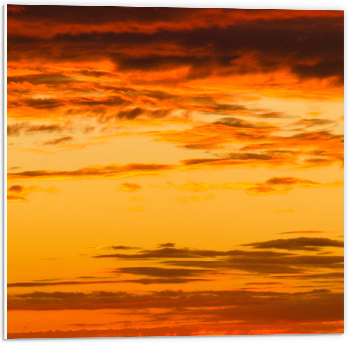 PVC Schuimplaat - Oranje Gloed over de Sluierbewolking in de Lucht - 50x50 cm Foto op PVC Schuimplaat (Met Ophangsysteem)