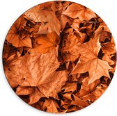 Dibond Muurcirkel - Bladeren - Herfst - Bruin - 60x60 cm Foto op Aluminium Muurcirkel (met ophangsysteem)