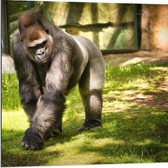 Dibond - Gorilla loopt rond in de dierentuin - 80x80 cm Foto op Aluminium (Met Ophangsysteem)
