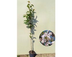 Jonge Zuilvormige Japanse sierkers boom | Prunus serrulata 'Amanogawa' | 100-150cm hoogte