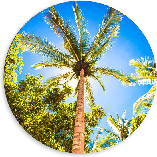 Dibond Muurcirkel - Palmbomen Beschijnd door Zon - 80x80 cm Foto op Aluminium Muurcirkel (met ophangsysteem)