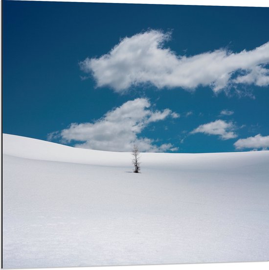 Dibond - Landschap - Sneeuw - Boompje - 80x80 cm Foto op Aluminium (Wanddecoratie van metaal)