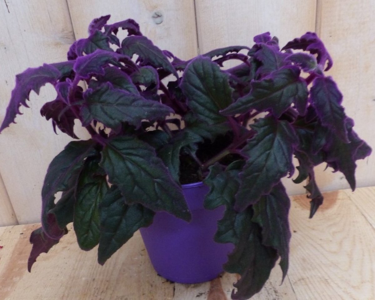 Warentuin natuurlijk - 2 stuks! Kamerplant Gynura - glow in the dark -