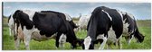 Dibond - Kudde Koeien met Zwarte en Witte Vlekken - 60x20 cm Foto op Aluminium (Met Ophangsysteem)