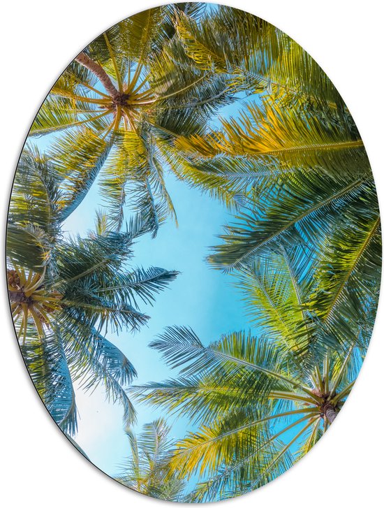 Dibond Ovaal - Onderaanzicht van Tropische Palmbomen onder Stralend Blauwe Lucht - 81x108 cm Foto op Ovaal (Met Ophangsysteem)
