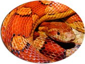 Dibond Ovaal - Opgerolde Oketee Slang met Rood en Oranje Schubben - 68x51 cm Foto op Ovaal (Met Ophangsysteem)