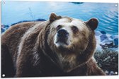 Tuinposter – Omhoogkijkende Grizzly Beer aan het Water - 105x70 cm Foto op Tuinposter (wanddecoratie voor buiten en binnen)