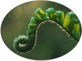 Dibond Ovaal - Plant - Groen - Boladeren - Natuur - Krul - 56x42 cm Foto op Ovaal (Met Ophangsysteem)
