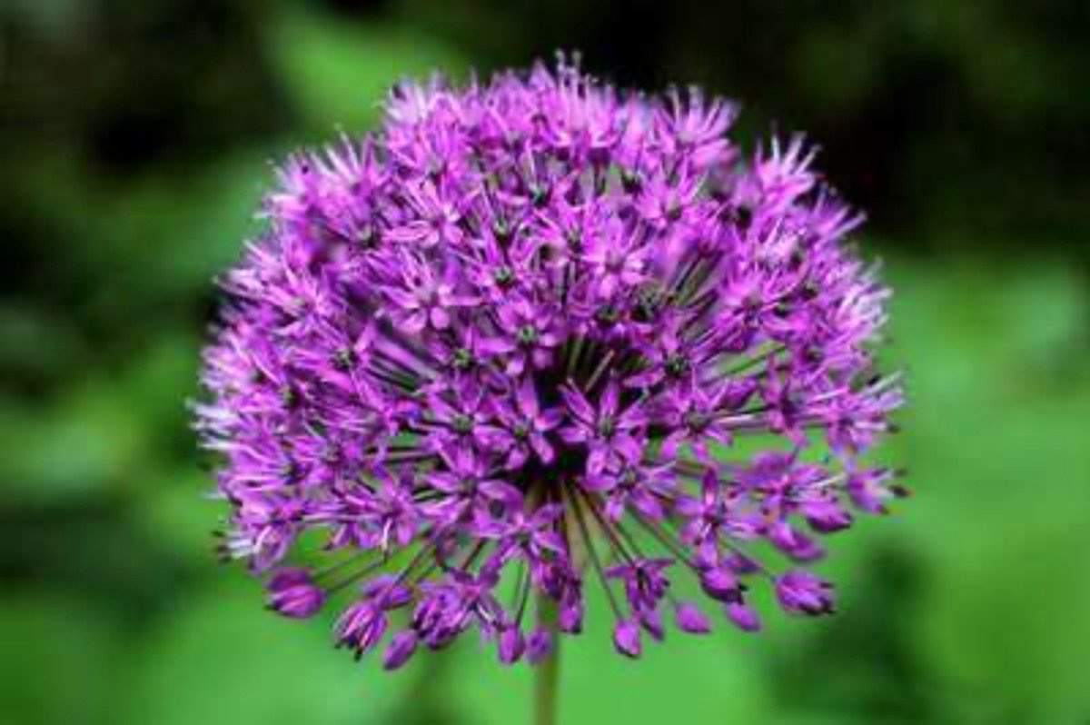 Allium afl. 'Purple Sensation' - Sierui Bloembollen 100 stuks