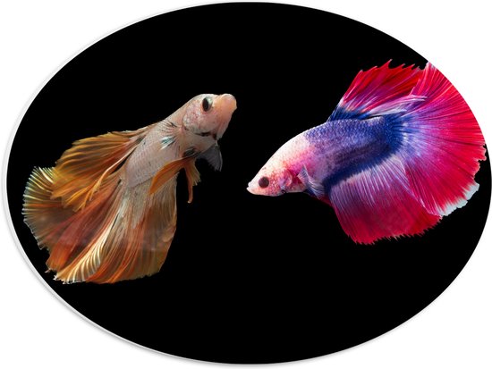 PVC Schuimplaat Ovaal - Natuurlijke en Felkleurige Vissen Duo tegen Zwarte Achtergrond - 40x30 cm Foto op Ovaal (Met Ophangsysteem)