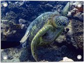 Tuinposter – Mensenhand op Zeeschildpad bij het Koraal - 40x30 cm Foto op Tuinposter (wanddecoratie voor buiten en binnen)