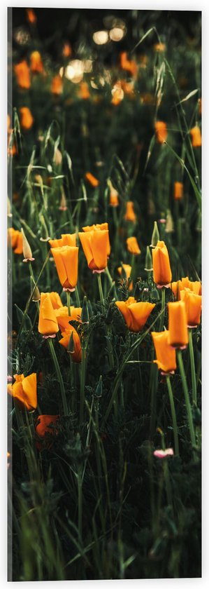 Acrylglas - Bloemen - Landschap - Bloemenveld - Oranje - Natuur - 20x60 cm Foto op Acrylglas (Met Ophangsysteem)