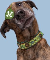 DWAM Dog with a Mission Halsband Hond – Hondenhalsband – Groen – M – Leer – Halsomvang tussen 32-39 x 2,5 cm – Boho Diego