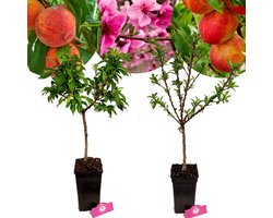 Set Van 2 Dwerg Fruitbomen - 1 Perzik, 1 Nectarine - Exotisch - Hoogte 80cm - 5 Liter Pot - Mix A
