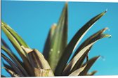 Dibond - Bladeren van Ananas met Blauwe Achtergrond - 90x60 cm Foto op Aluminium (Met Ophangsysteem)