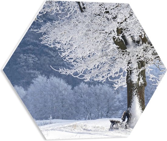 PVC Schuimplaat Hexagon - Winter - Bomen - Bossen - Sneeuw - Bankje - 50x43.5 cm Foto op Hexagon (Met Ophangsysteem)