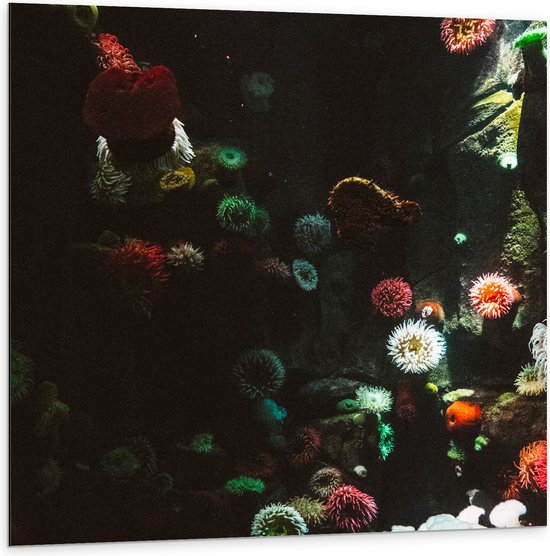 Dibond - Zee - Onderwaterleven - Koraal - Bloemdieren - 100x100 cm Foto op Aluminium (Met Ophangsysteem)
