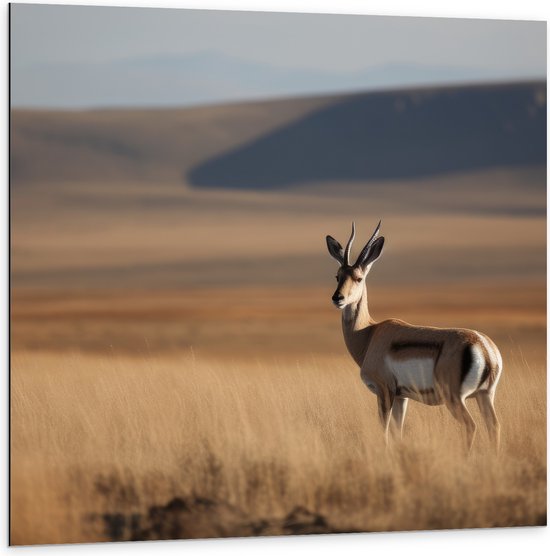 Dibond - Gazelle in open gebied met hoog gras en bergen op de achtergrond - 100x100 cm Foto op Aluminium (Met Ophangsysteem)