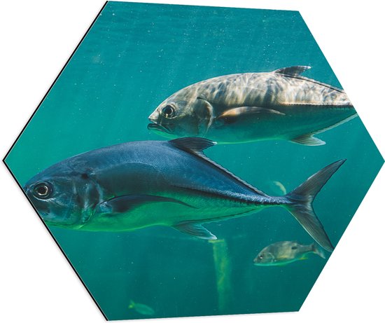 Dibond Hexagon - Groep vissen zwemmen door de zee heen - 80x69.6 cm Foto op Hexagon (Met Ophangsysteem)