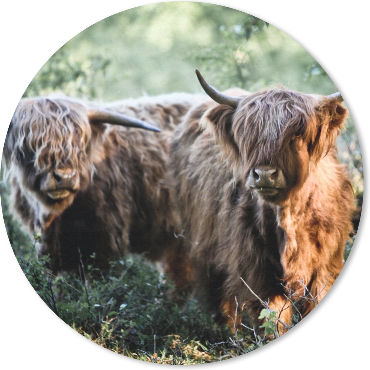 Muismat rond 30x30 cm - Mousepad Schotse Hooglanders - Bos - Dieren - Ronde muismatten