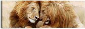 Schilderij Leeuwenpaar 40x118 cm