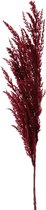 TopArt Pampasgras pluim losse steel/tak - bordeaux rood - 100 cm - Decoratie kunst bloemen/graspluimen