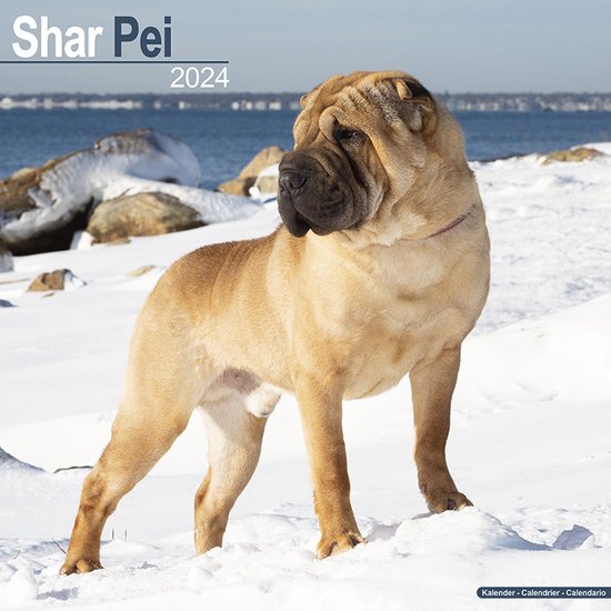 Shar Pei Kalender 2024 bol