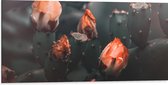 Dibond - Oranje Catusbloemen - 100x50 cm Foto op Aluminium (Met Ophangsysteem)