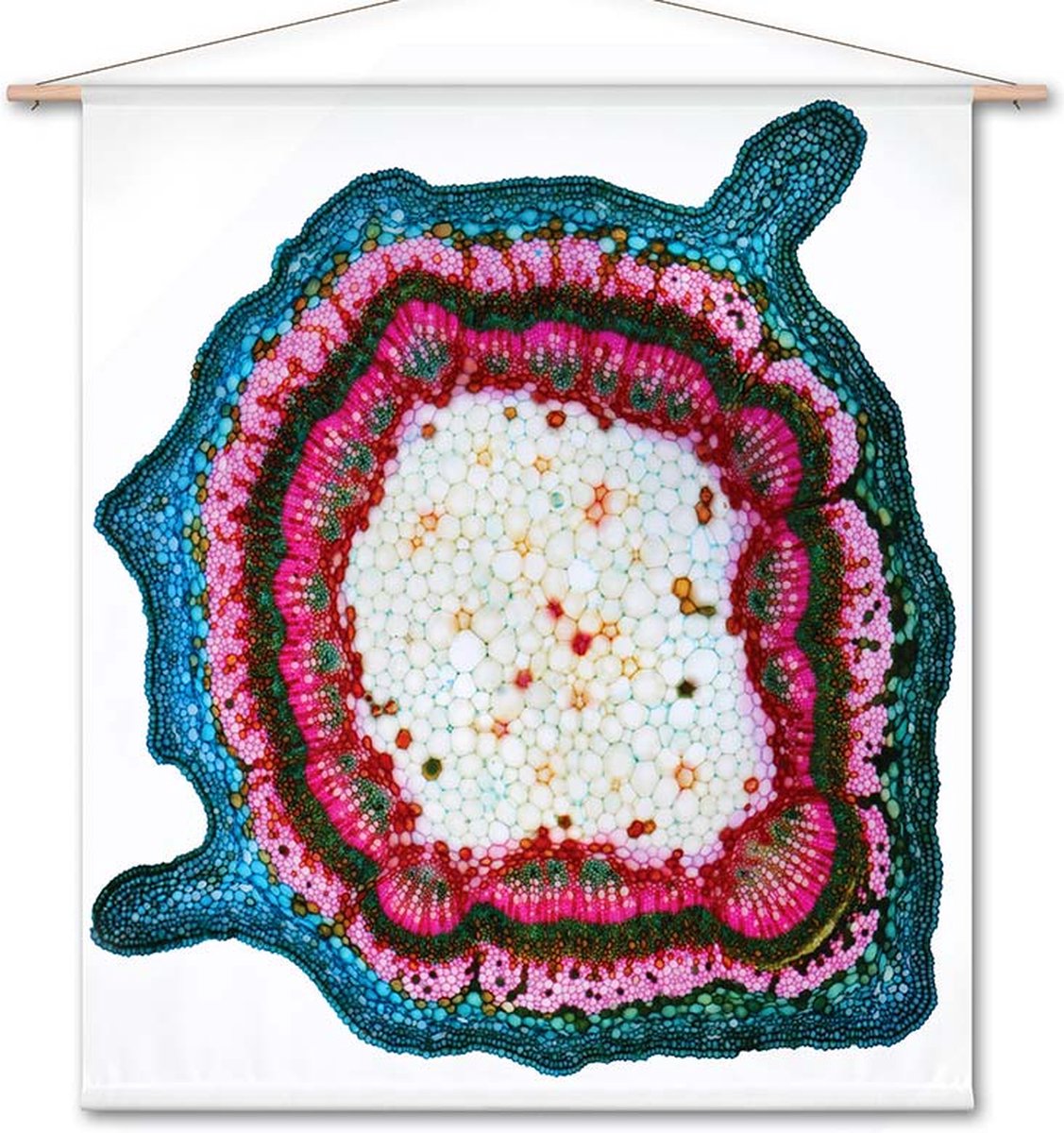 Wanddoek-XL Microscopisch beeld - doorsnede van een plantenstengel I (zonder houten stokken)