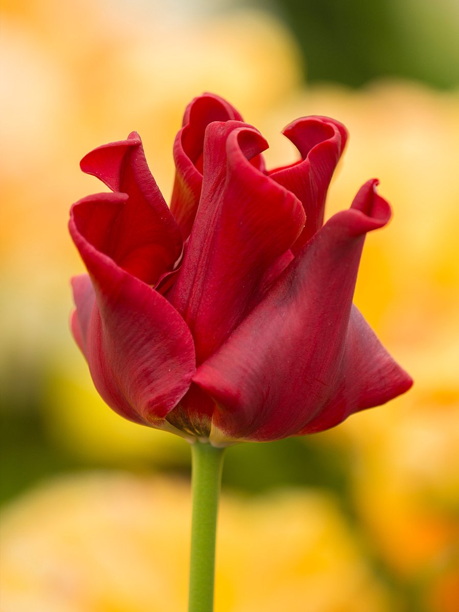 Tulp Red Dress | 10 stuks | Rood | Tulpenbollen | 100% Bloeigarantie