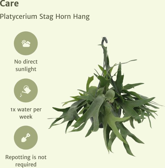 Platycerium Hertshoorn – Hangplant Ø21 cm ↨50 cm – Groene luchtzuiverende kamerplant – Makkelijk in onderhoud –