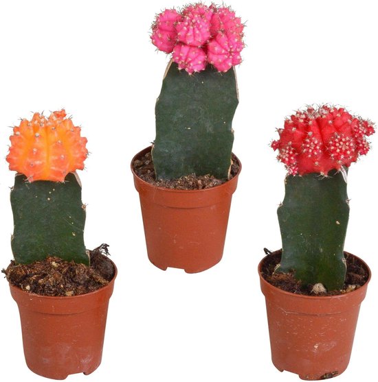 Gymnocalycium Mini-Mix (Verschillende Cactussen in Display) kopen Gymnocalycium Mini-Mix (Verschillende Cactussen in Display) kopen