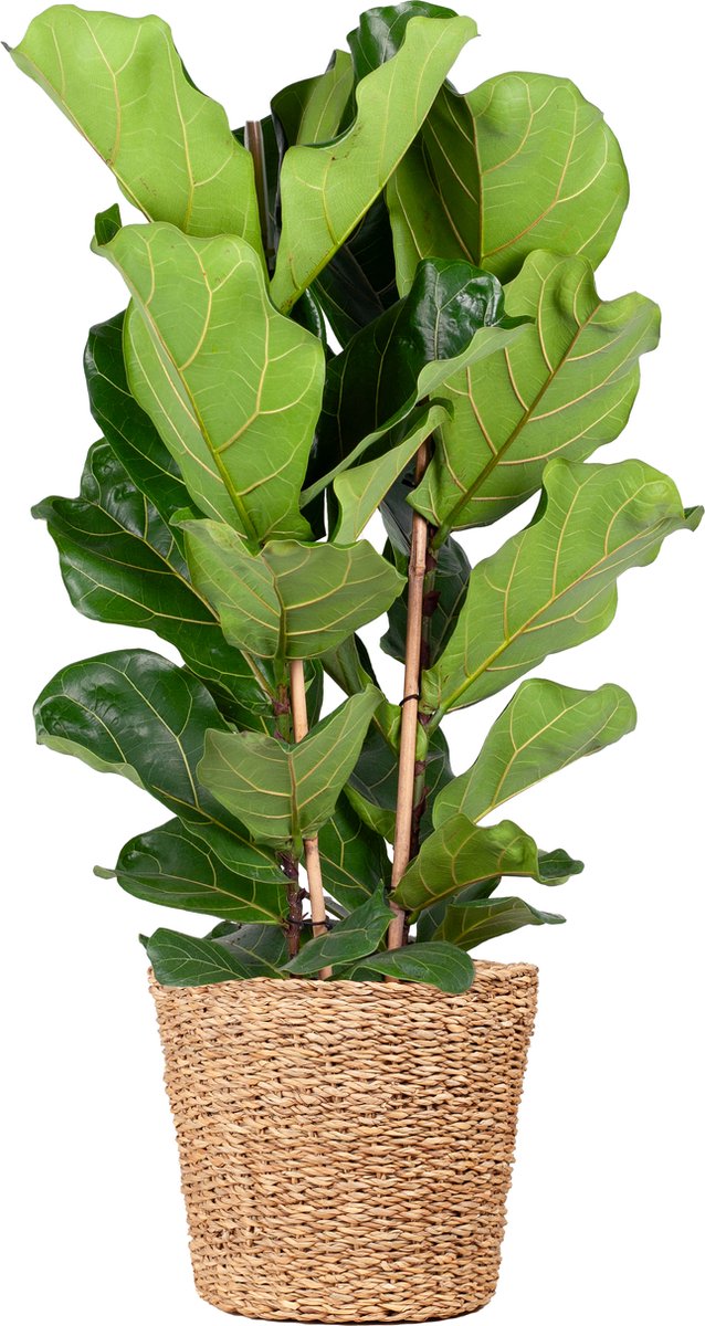 Green Harmony | Ficus Lyrata XL with basket Torun - 140cm - Ø27