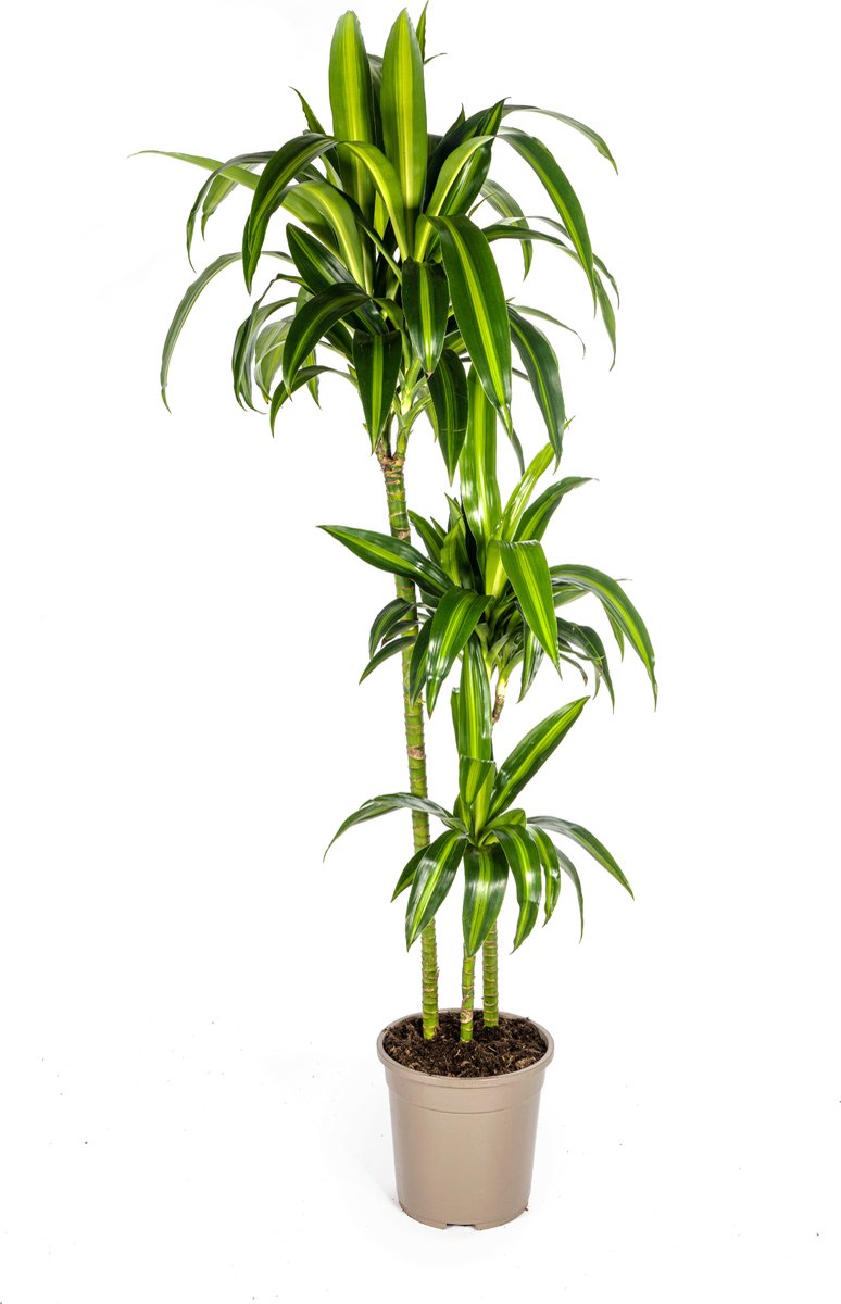 Green Harmony | Dracaena Deremensis Hawaiian Sunshine Ø24cm - 140cm