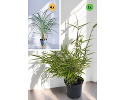 Robusta Campbell Slangenbaard Box - 1 stuk Fargesia Robusta Campbell (2.5L, 40+ cm) - Rechtopgaand met witte schutbladen, groene halmen – 4x Ophiopogon japonicus Minor (P9, 25 cm) – Japans Slangengras is groen siergras met witte bloemen
