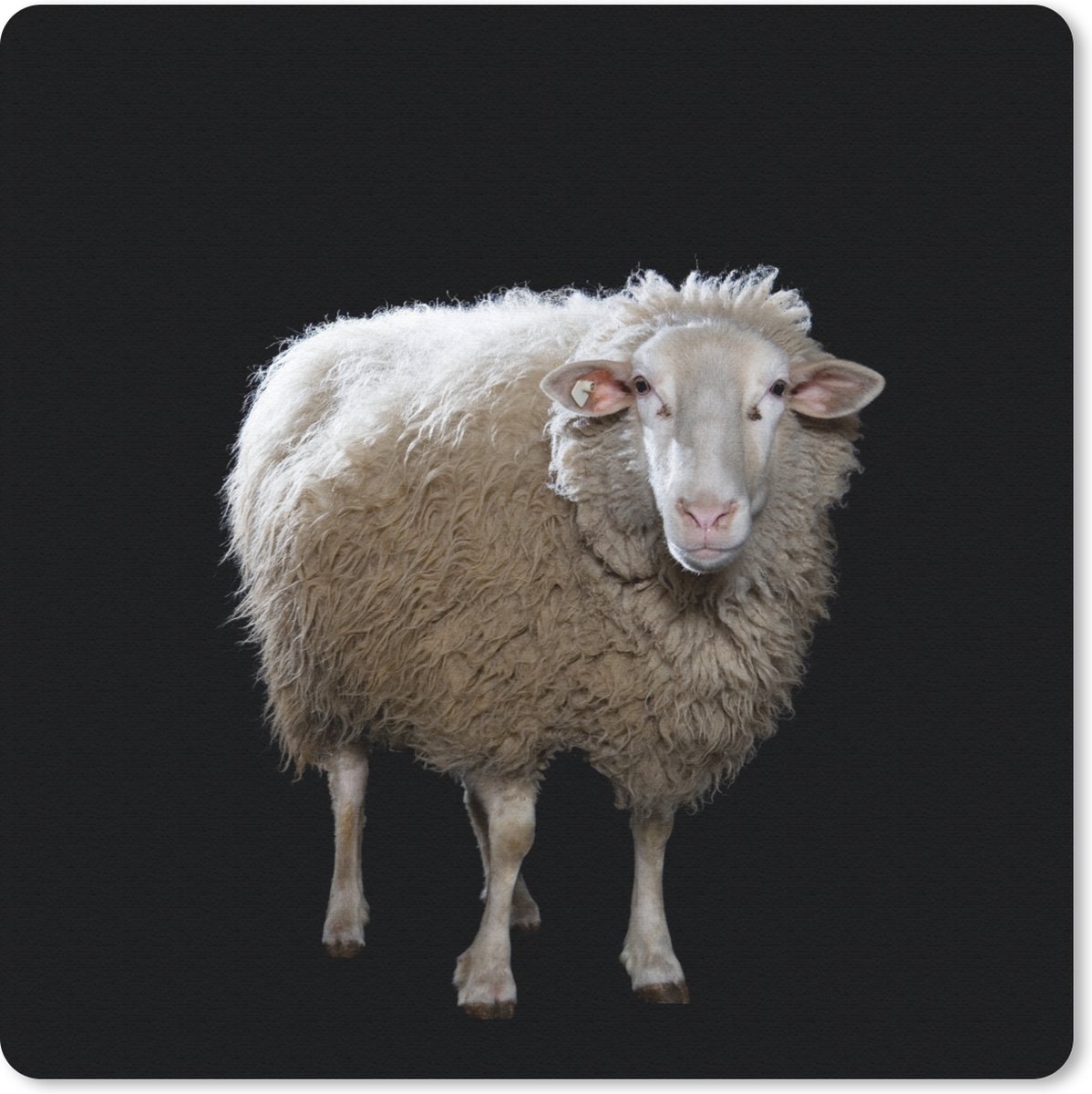 Muismat 20x20 cm - Mousepad Schaap - Boerderijdieren - Zwart - Muismatten