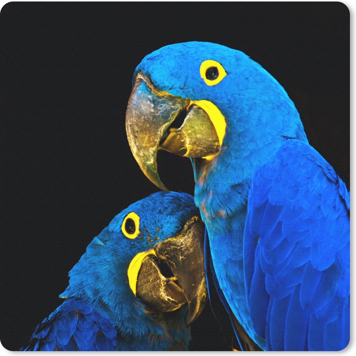 Muismat 30x30 cm - Mousepad Papegaai - Vogel - Veren - Blauw - Muismatten