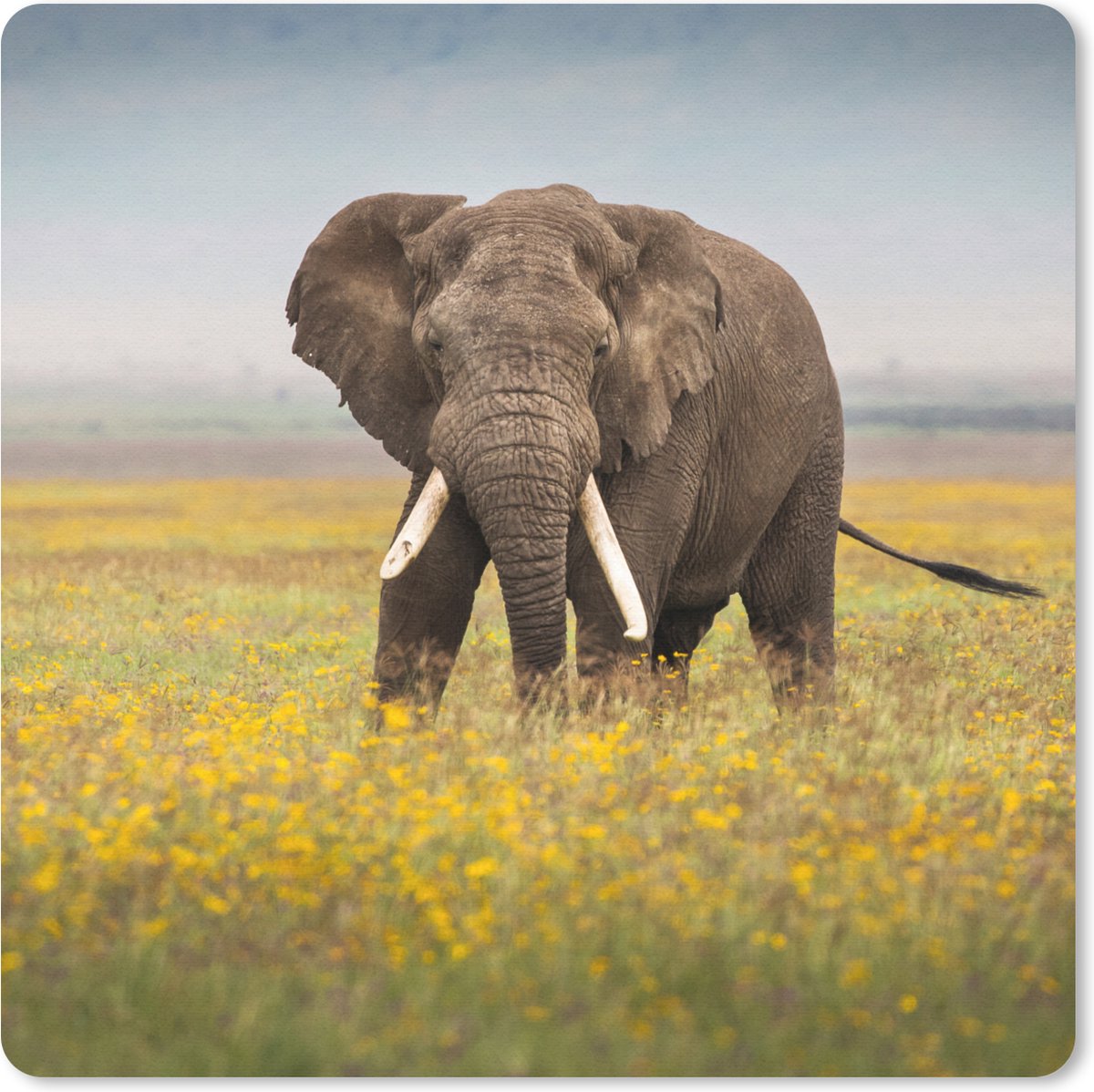 Muismat 20x20 cm - Mousepad Olifant - Bloemen - Gras - Dieren - Natuur - Muismatten