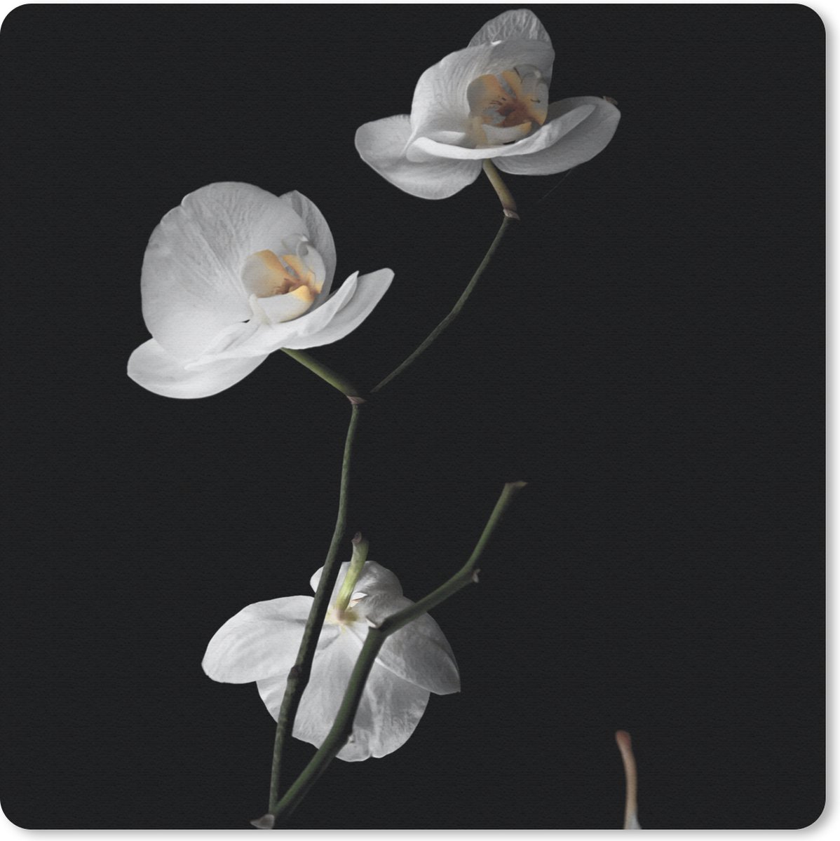Muismat 30x30 cm - Mousepad Orchidee - Bloemen - Zwart - Wit - Stilleven - Muismatten