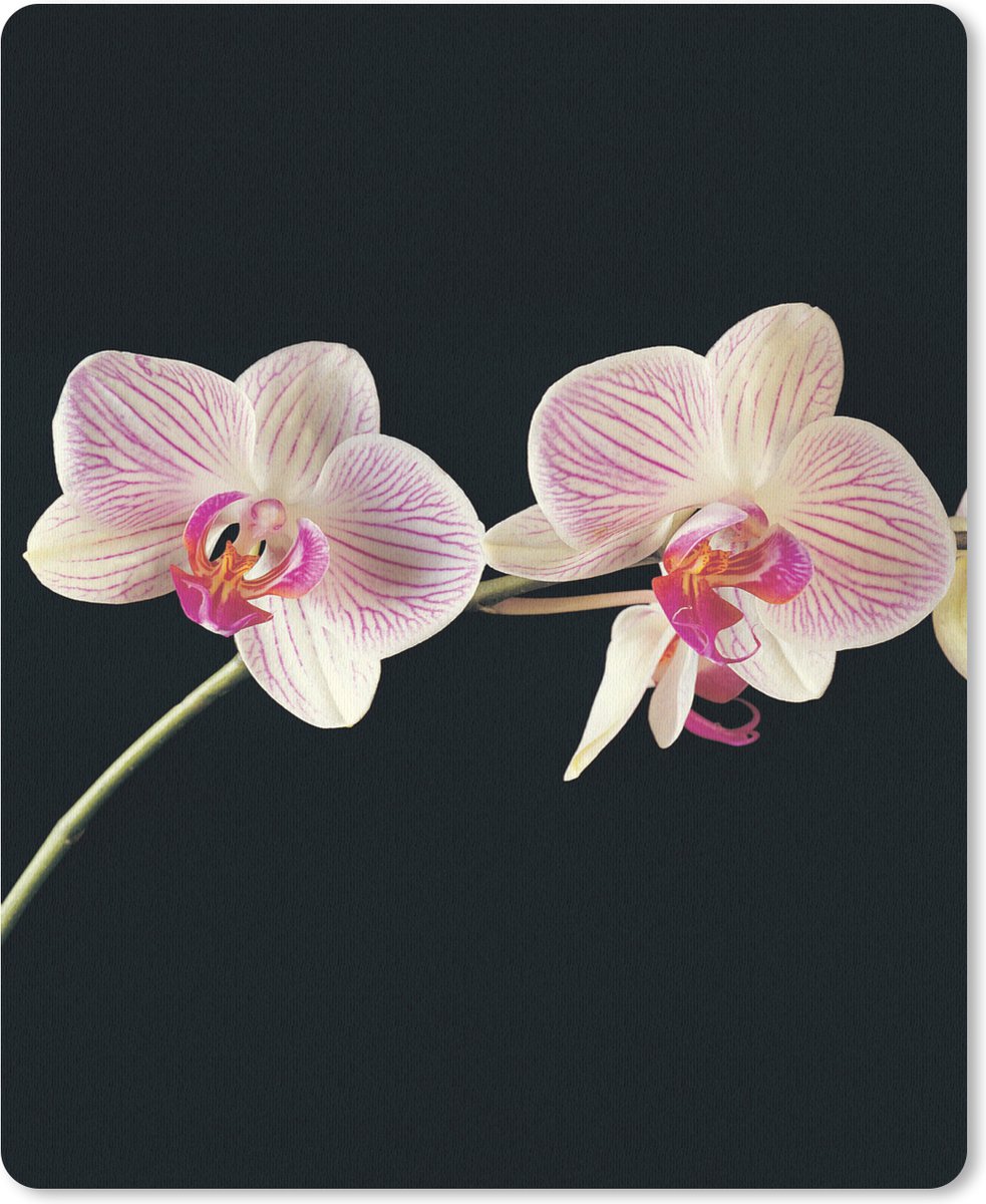 Muismat 19x23 cm - Mousepad Orchidee - Bloemen - Zwart - Roze - Knoppen - Muismatten