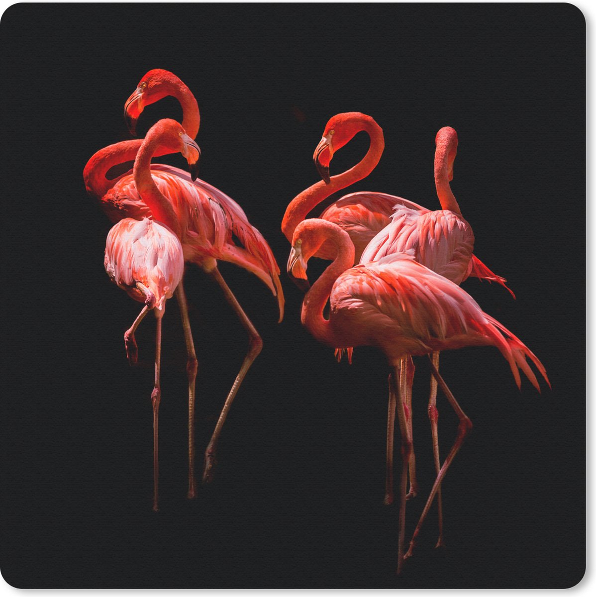 Muismat Dieren - Groep flamingo's op een zwarte achtergrond muismat rubber - 20x20 cm - Muismat met foto