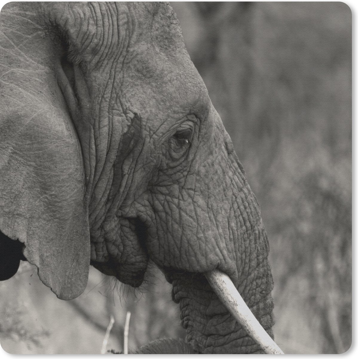 Muismat 20x20 cm - Mousepad Olifant - Dieren - Zwart - Wit - Muismatten