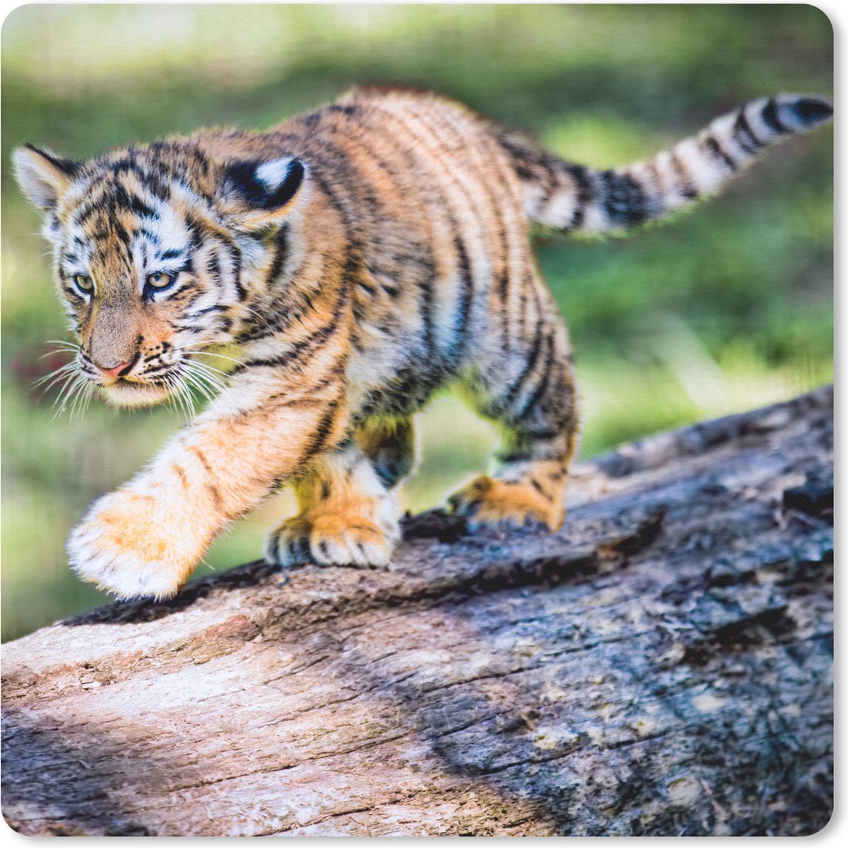 Muismat 20x20 cm - Mousepad Tijger - Welp - Boom - Muismatten