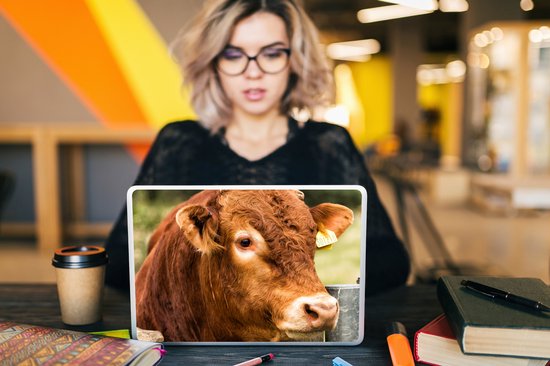 Autocollant pour ordinateur portable - 10,1 pouces - Highlander écossais - Berg - Clôture - 25x18cm - Autocollants pour ordinateur portable - Peau d'ordinateur portable - Couverture