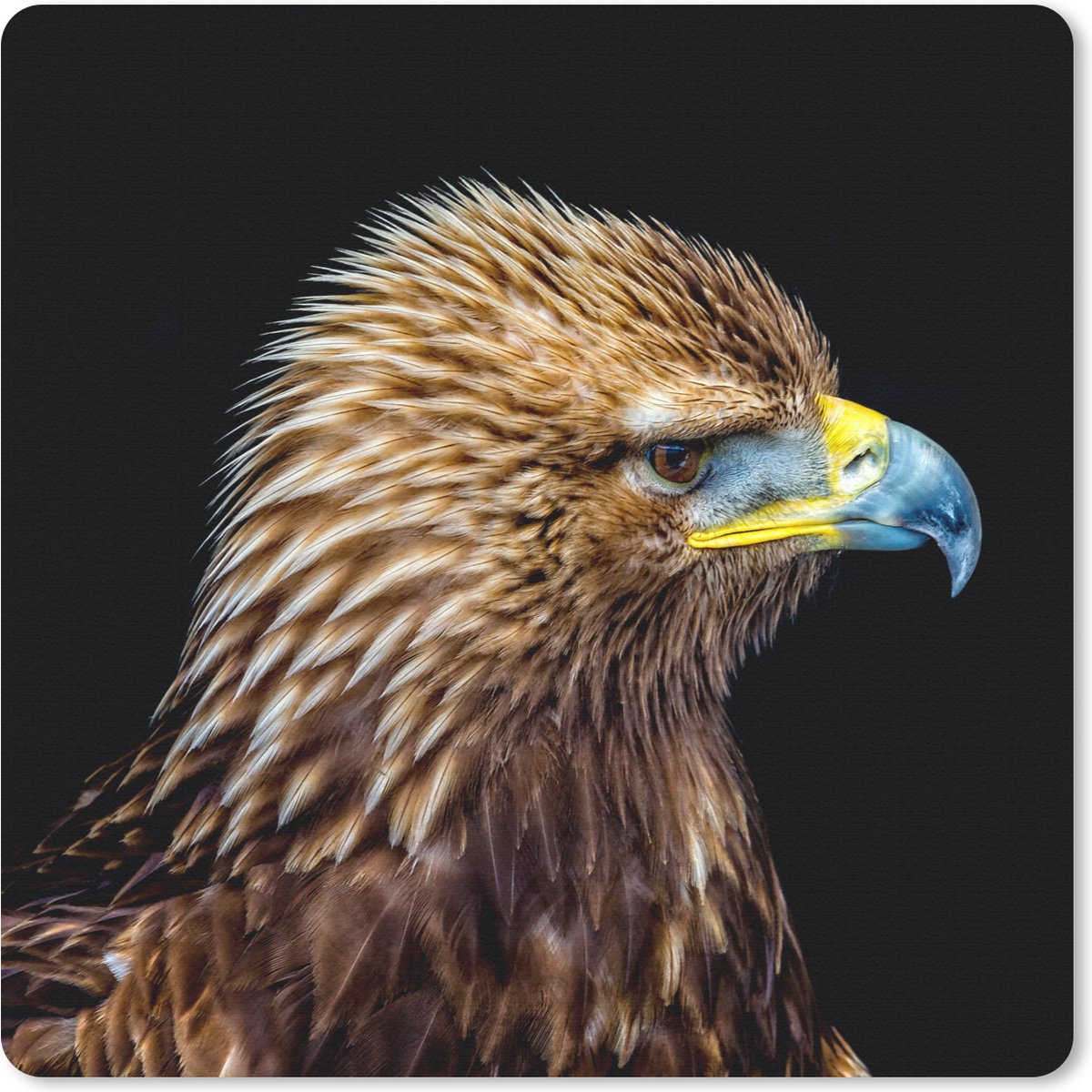 Muismat 20x20 cm - Mousepad Close-up adelaar tegen zwarte achtergrond - Muismatten