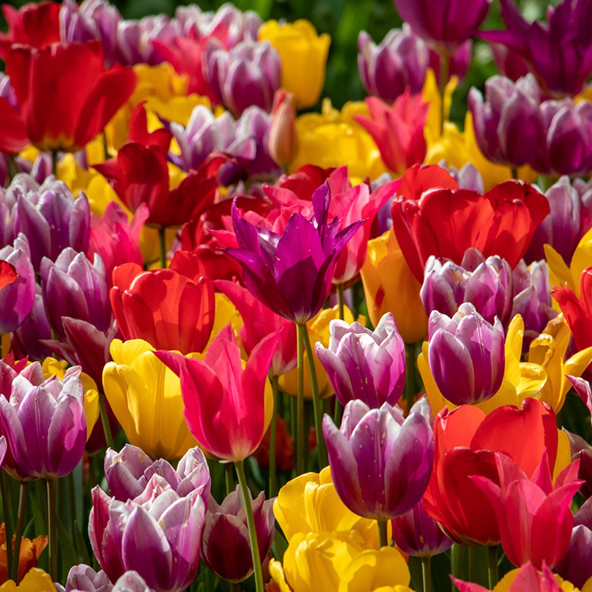 Bloembollen Mix Tulpen Colourful Spring | 300 stuks | Voordeelverpakking