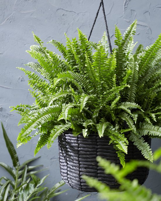 Hangende Nephrolepis 'Green Lady' in een zwarte vlechtmand.